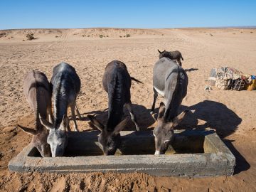 14 Days Tour from Casablanca,Travel to Sahara, Days from Marrakeck to Fes
