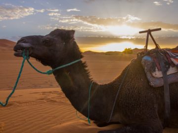travel to morocco, visit Agadir,Desert Morocco This two nights in the Desert trip begins at evening, from your accommodation. The trek will start right into the desert for 1:30min