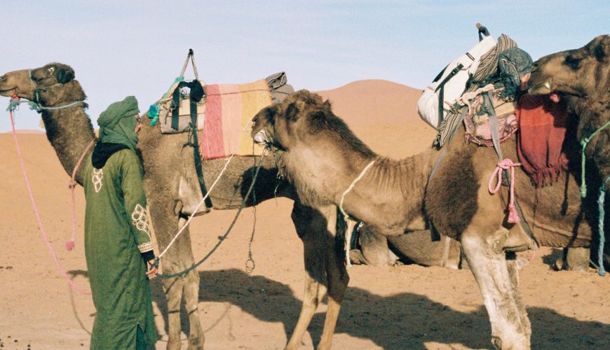 Camel trekking in Morocco