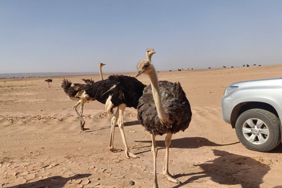 3 Days desert tour from Zagora to Erg Chegaga
