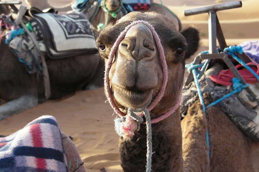 2 Days desert tour from Zagora to Erg Chegaga