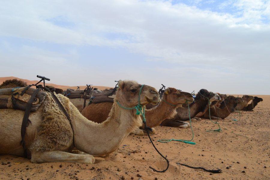 5-Day Fes to Merzouga Desert Tour