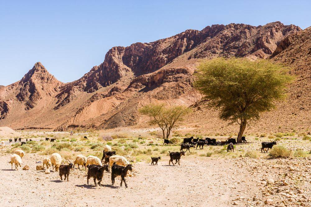 days from marrakech to desert,Desert Morocco