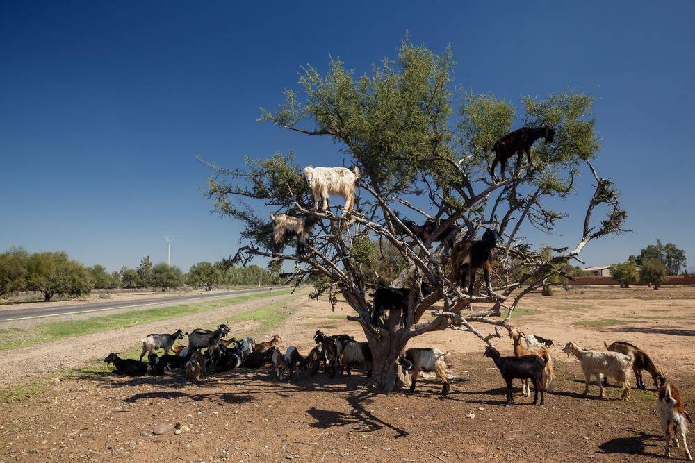 Day Tour from Marrakech to Essaouira	